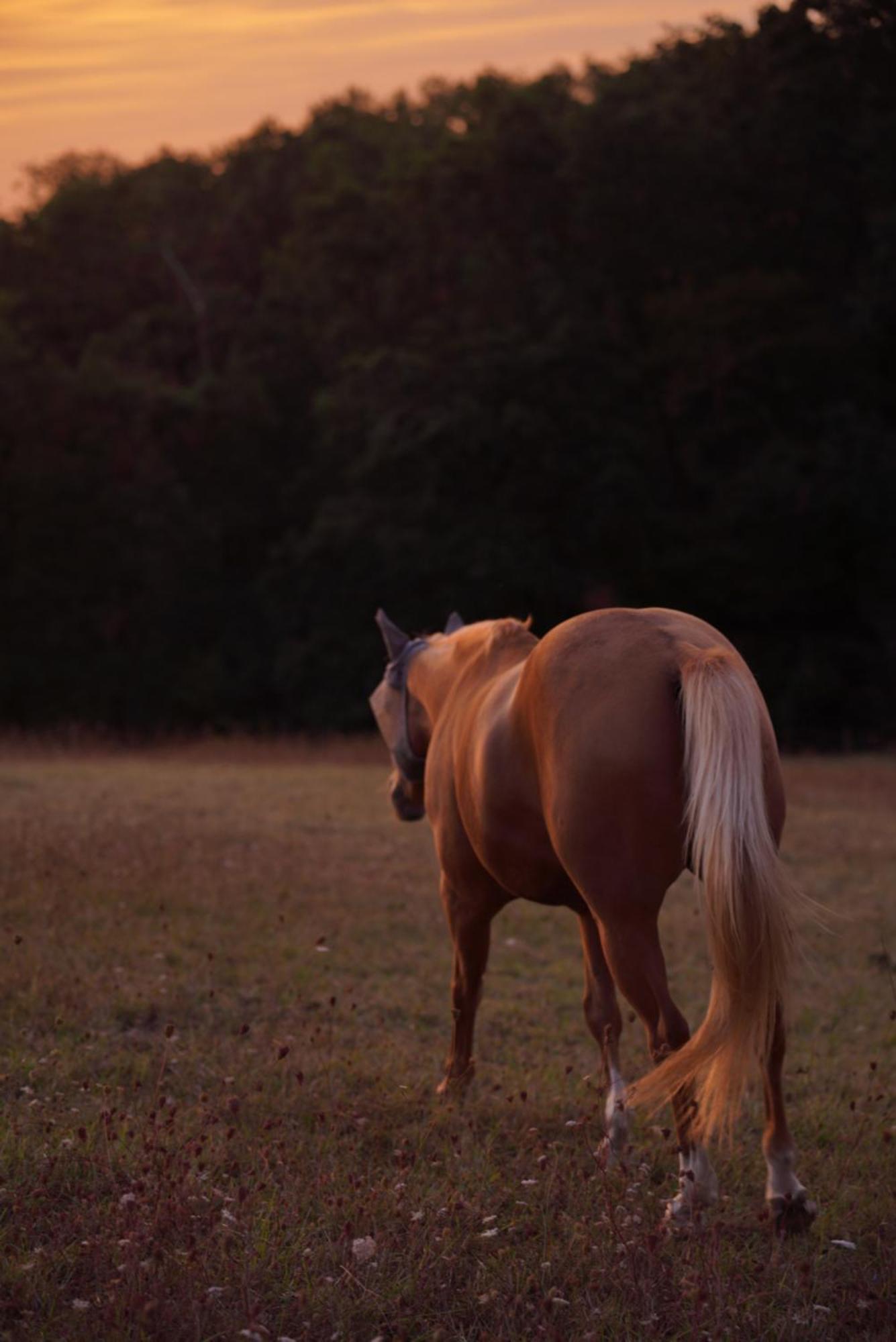 Logement Entier De Charme, Gite Equestre Gers Flamarens Dış mekan fotoğraf