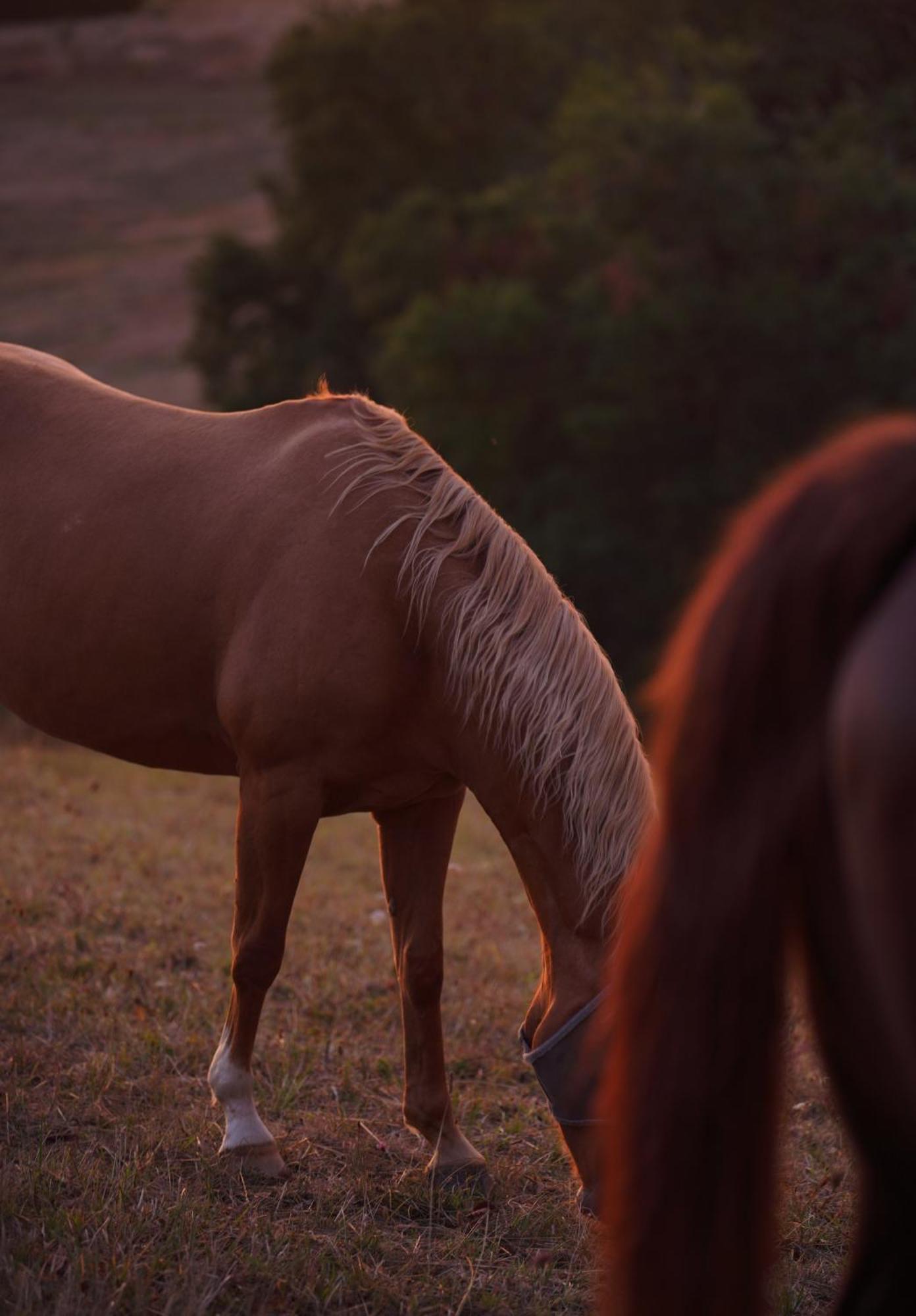 Logement Entier De Charme, Gite Equestre Gers Flamarens Dış mekan fotoğraf