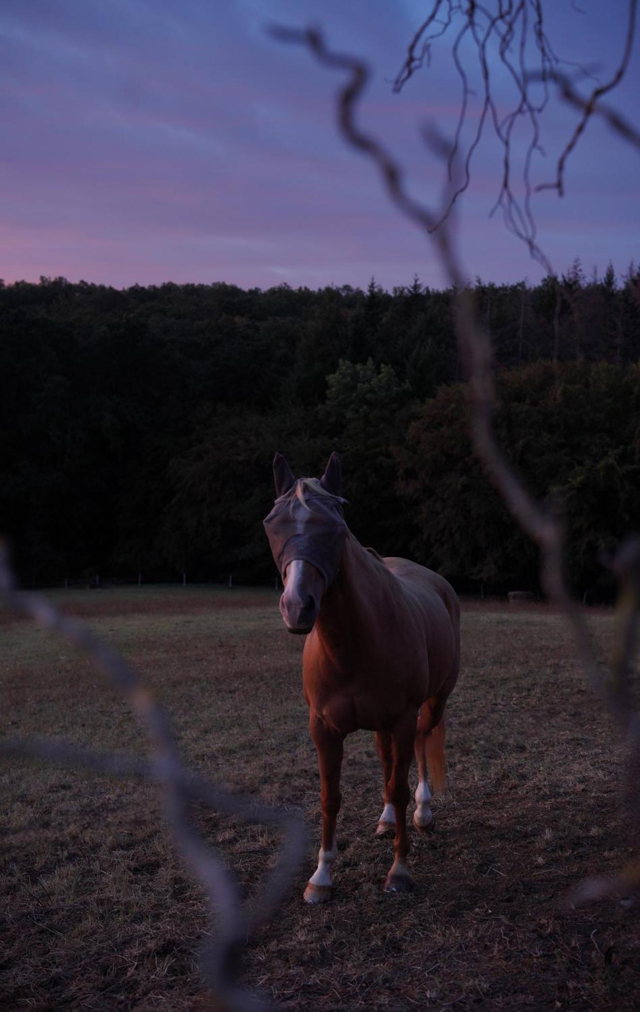 Logement Entier De Charme, Gite Equestre Gers Flamarens Dış mekan fotoğraf