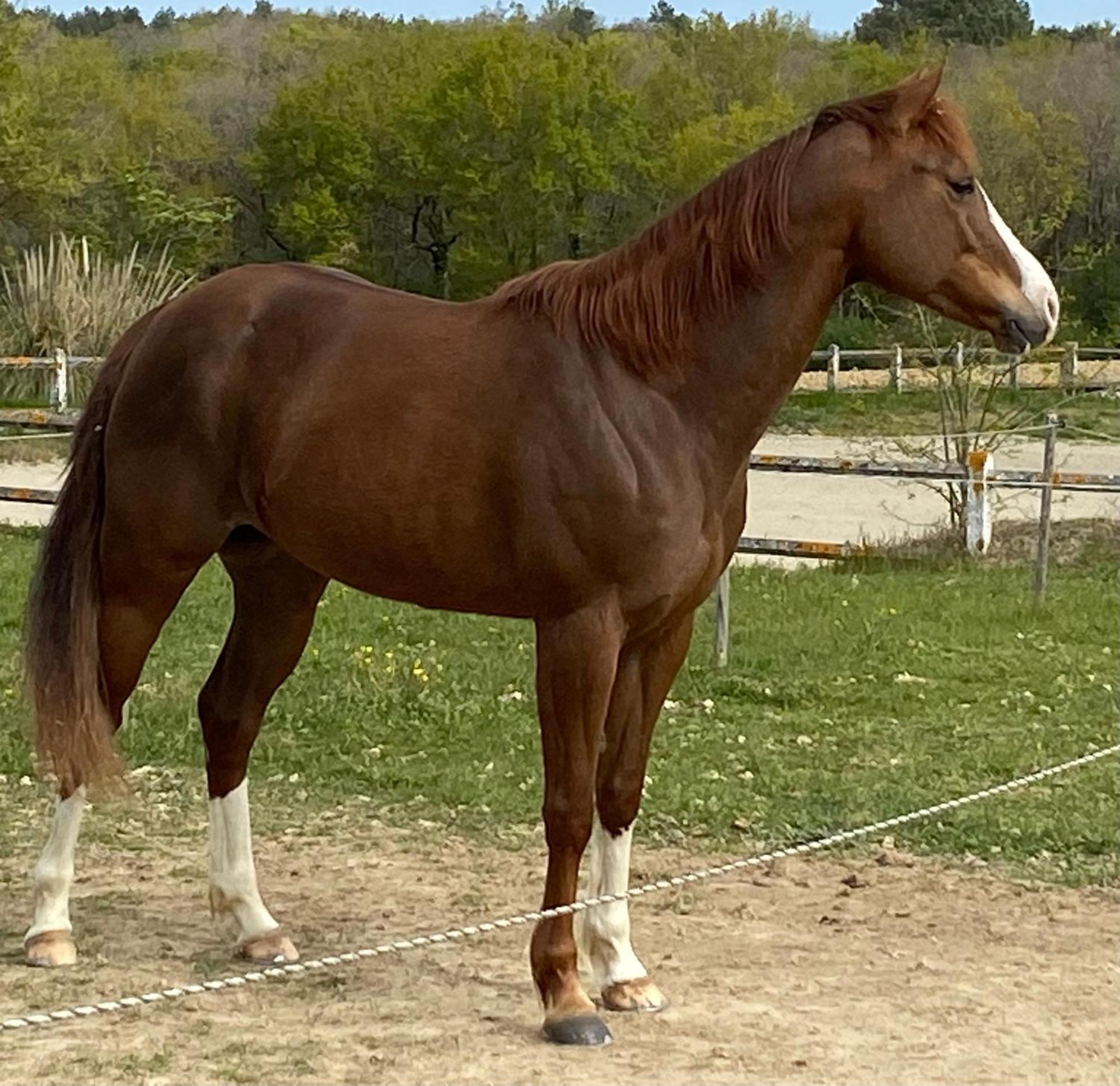 Logement Entier De Charme, Gite Equestre Gers Flamarens Dış mekan fotoğraf